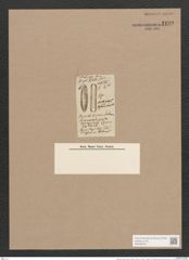 Scoliopleura dispar (Schum.) Rabh. (de-Toni-Nr.: Genus 14, Species 1113) Zeichnungen Sammlung Grunow Nr. 2199 (NHMW-BOT-W0369276)